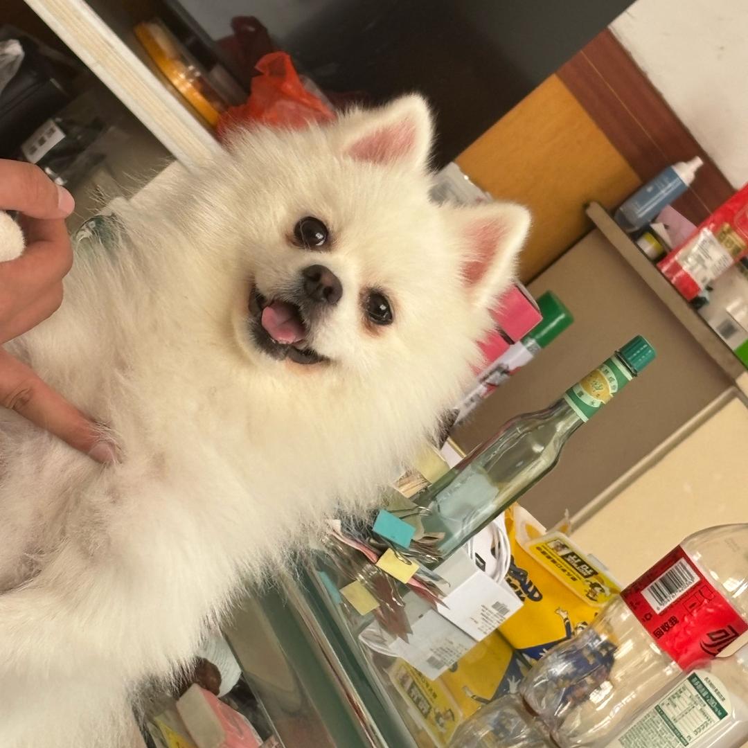 小张姐姐👧有只博美🐶