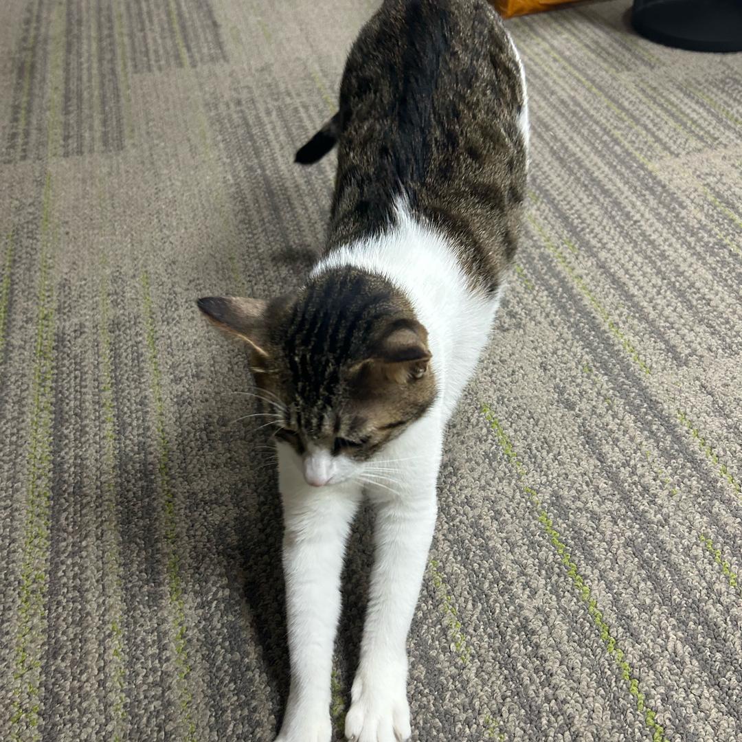 来财是只猫