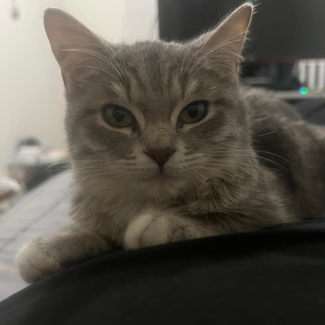 爱吃泡芙的大辣条！