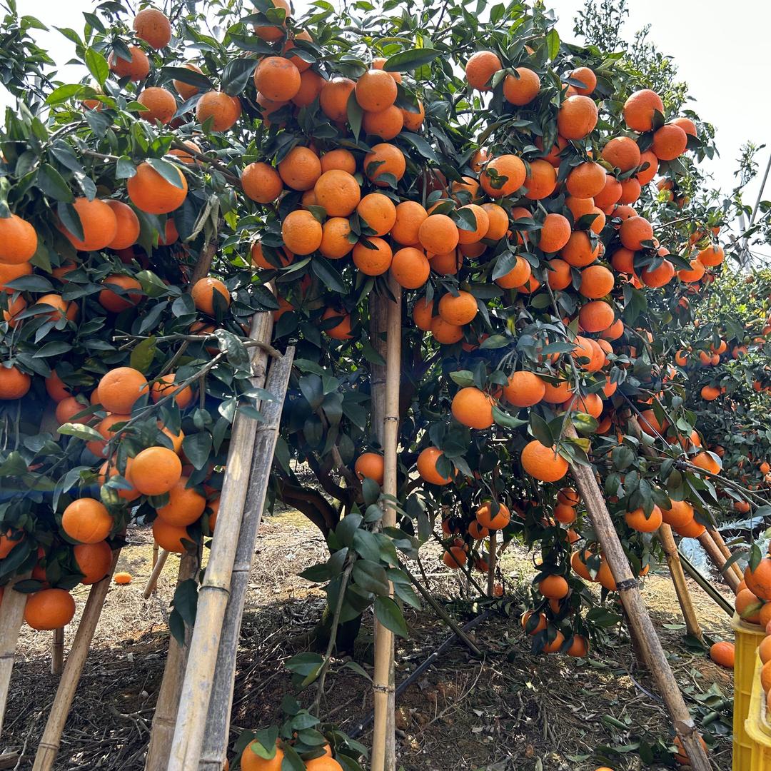 果农老五（柑橘季）