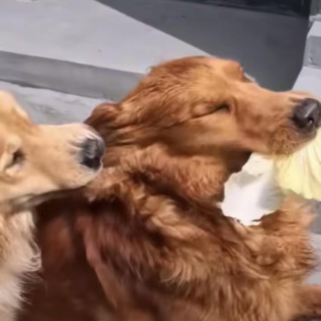 肥球林