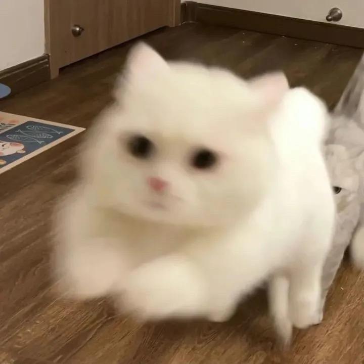 锦鲤儿.