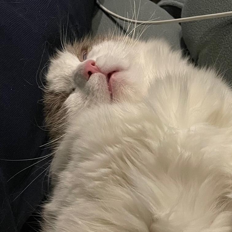 巨猫的大