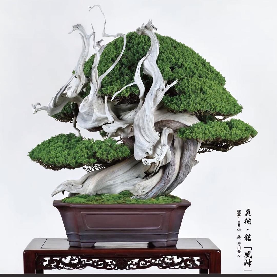 百松苑进口盆景（免费提供松柏盆景养护咨询