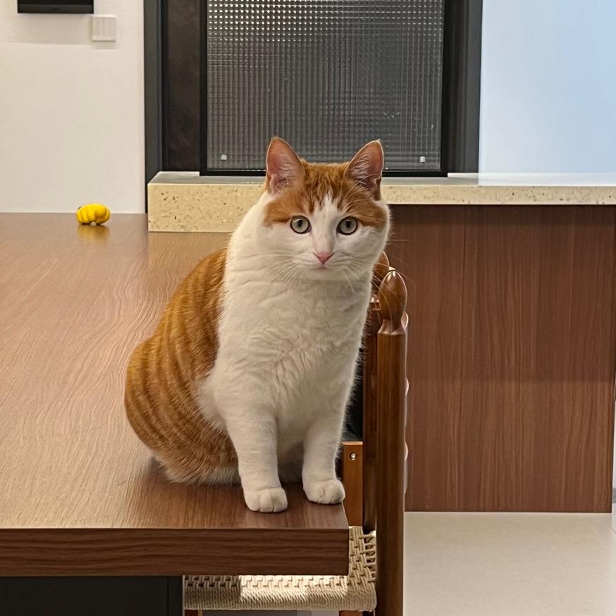 啡猫警长🖇好物源头供应链