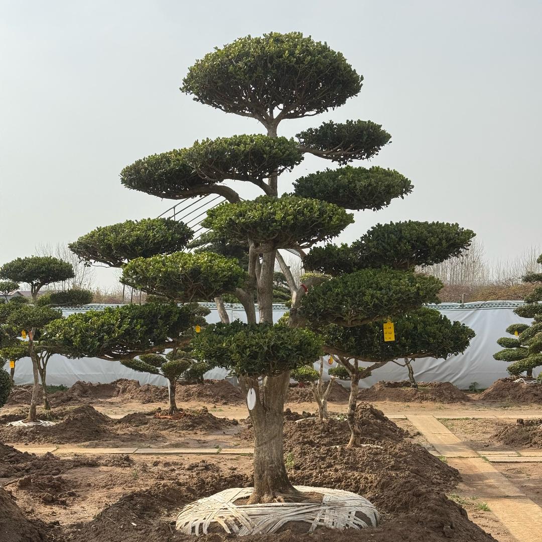 龙宇园艺坊