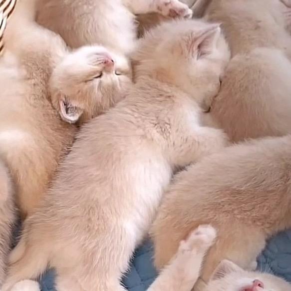 一手宠物基地，源头