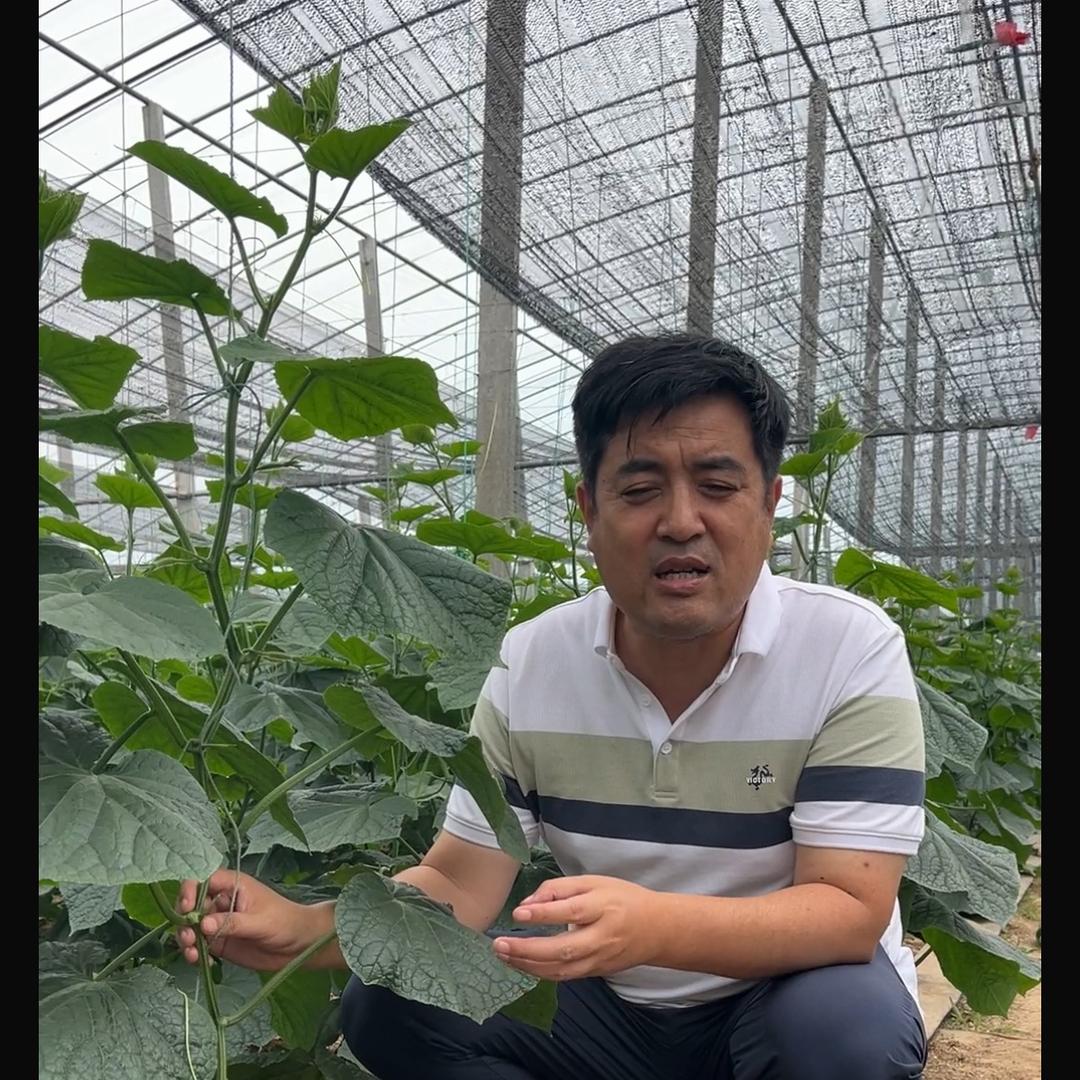 寿光华易农业王友福古城店(产品在橱窗)