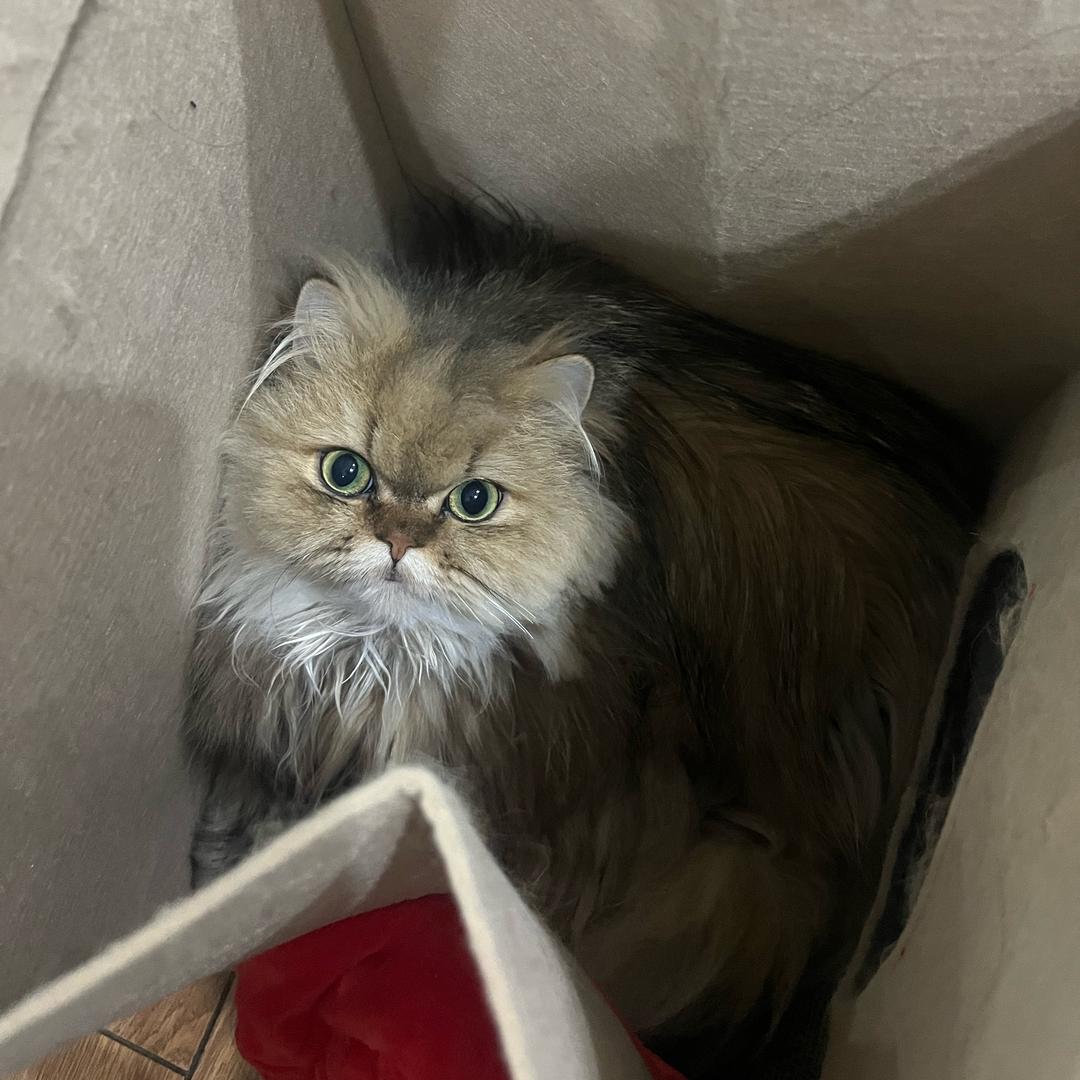 非洲大列巴(三角洲行动)