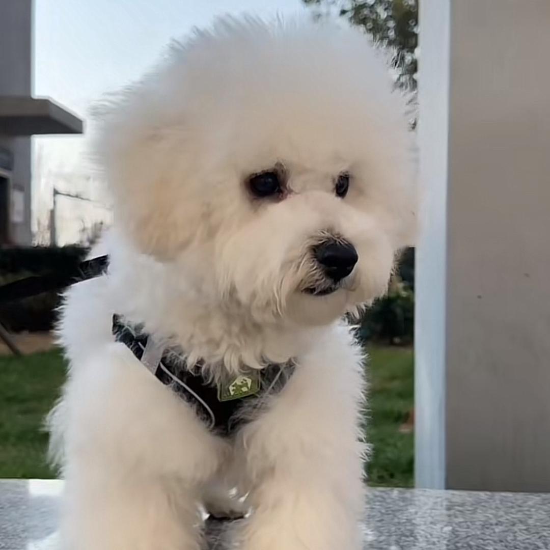 蹦蹦❤️