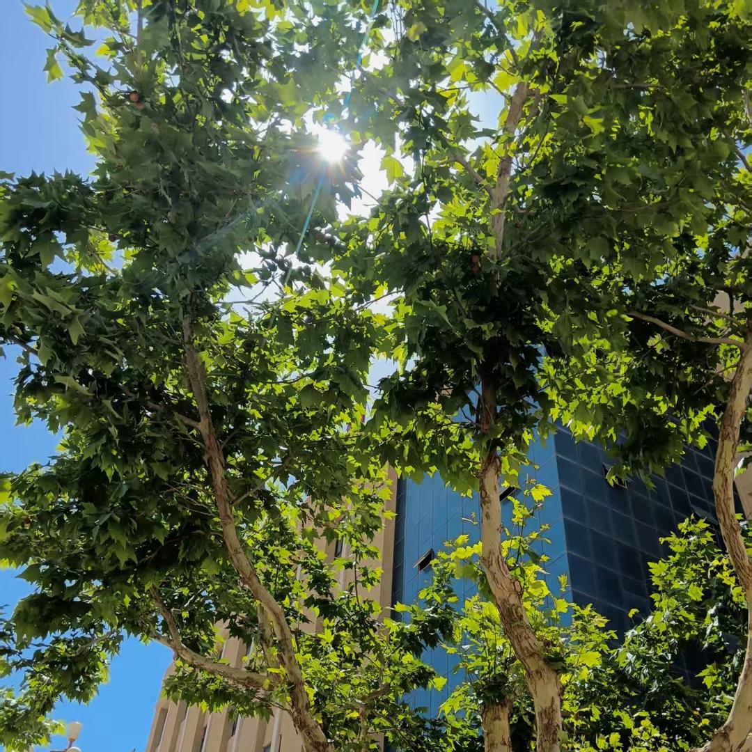 发呆一级保护动物