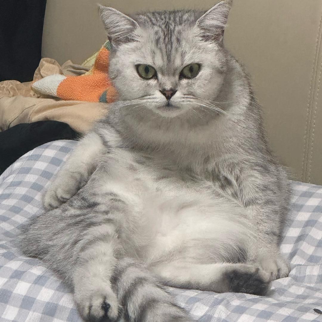 迈小当