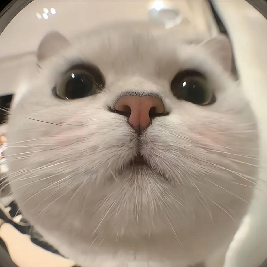 蛋挞泡芙（池梦鲤）