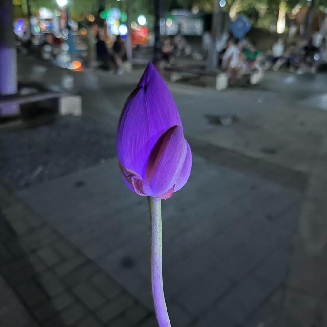 天真的二傻子