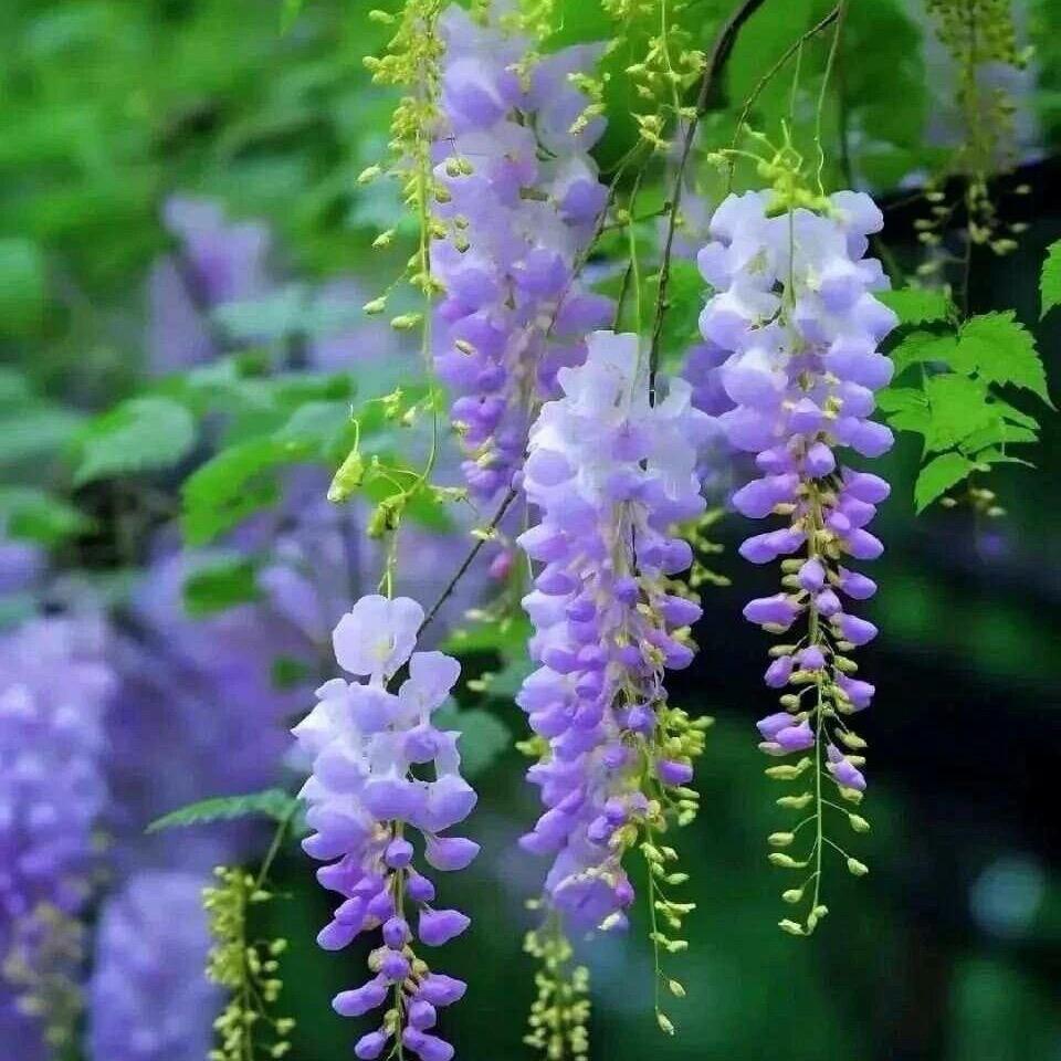 翔念