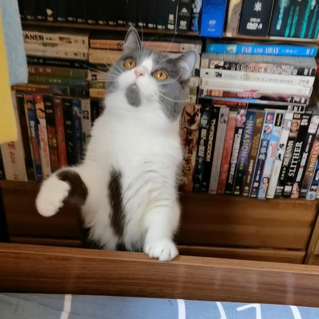 诺诺