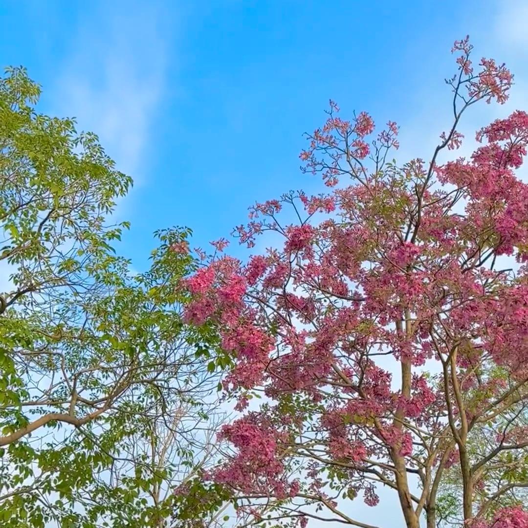 我是朵妹🌞