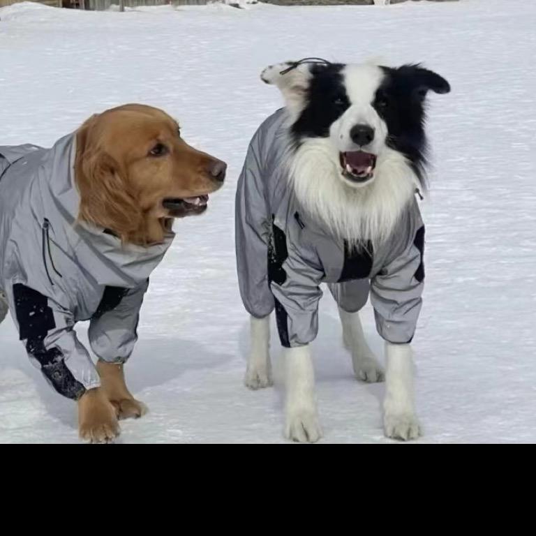 蛋蛋的养狗小院