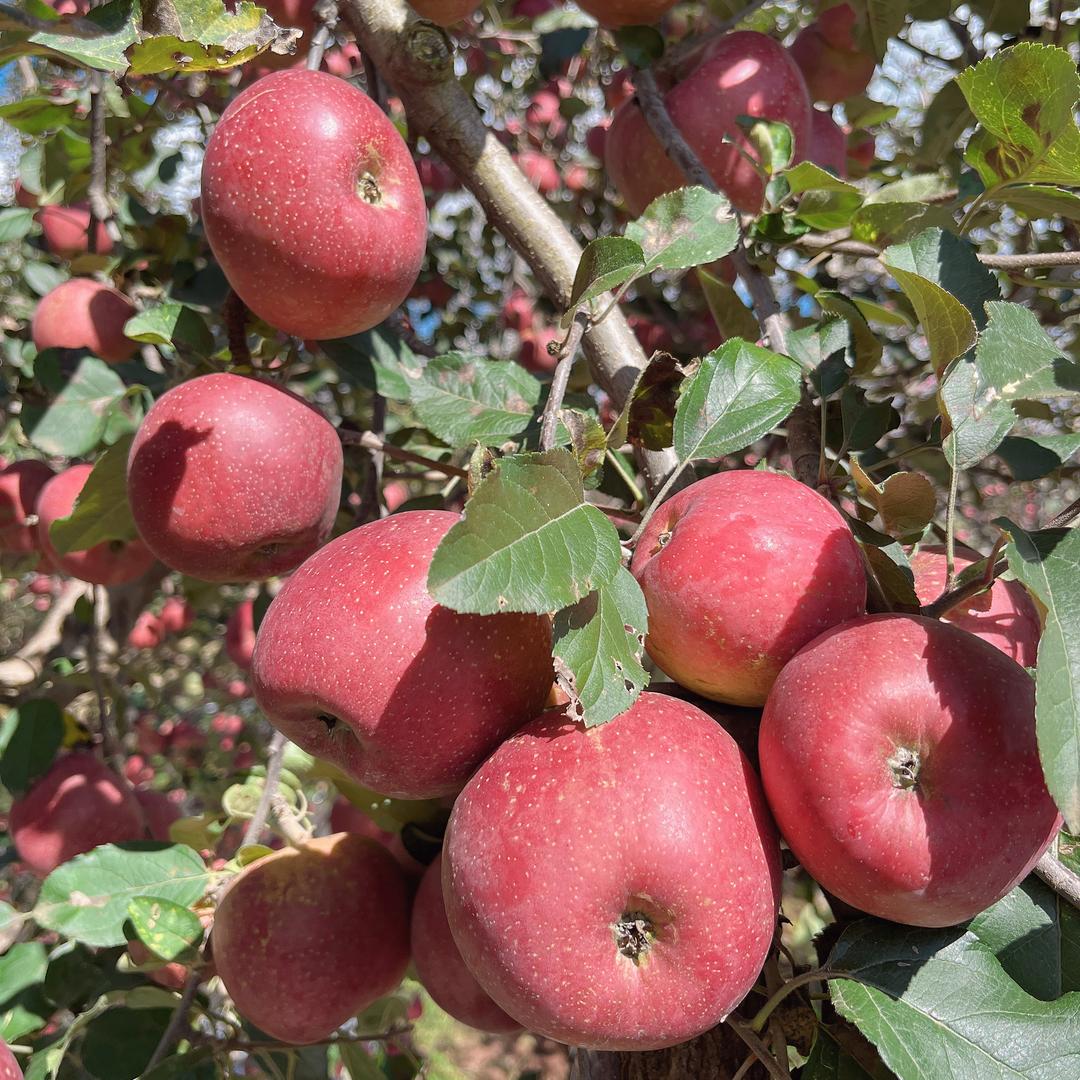昭通红太阳苹果园