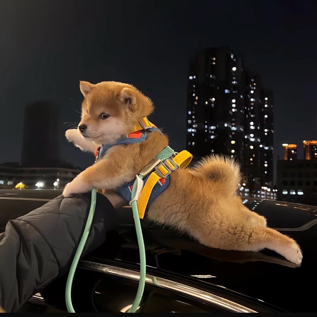 小旭.