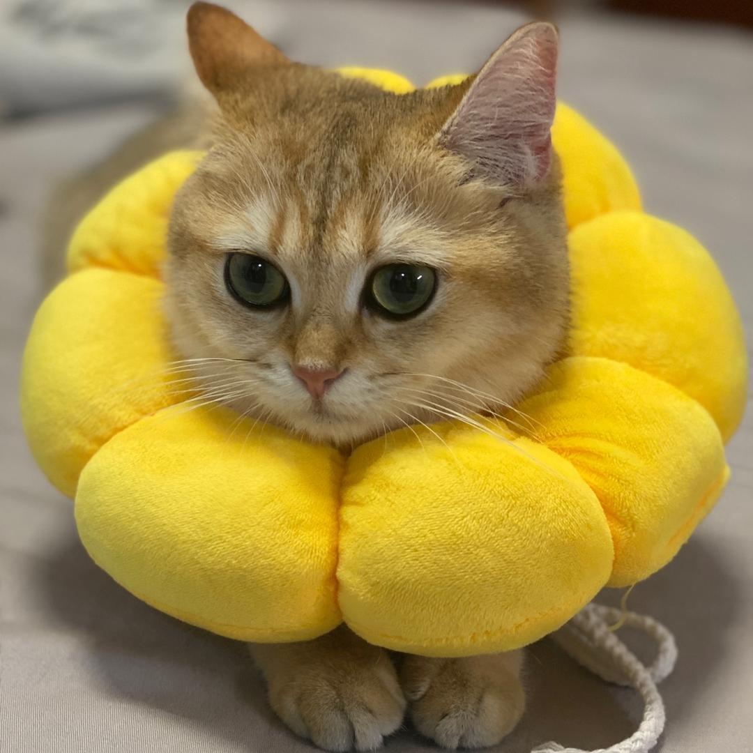 狗崽崽的喵🐱