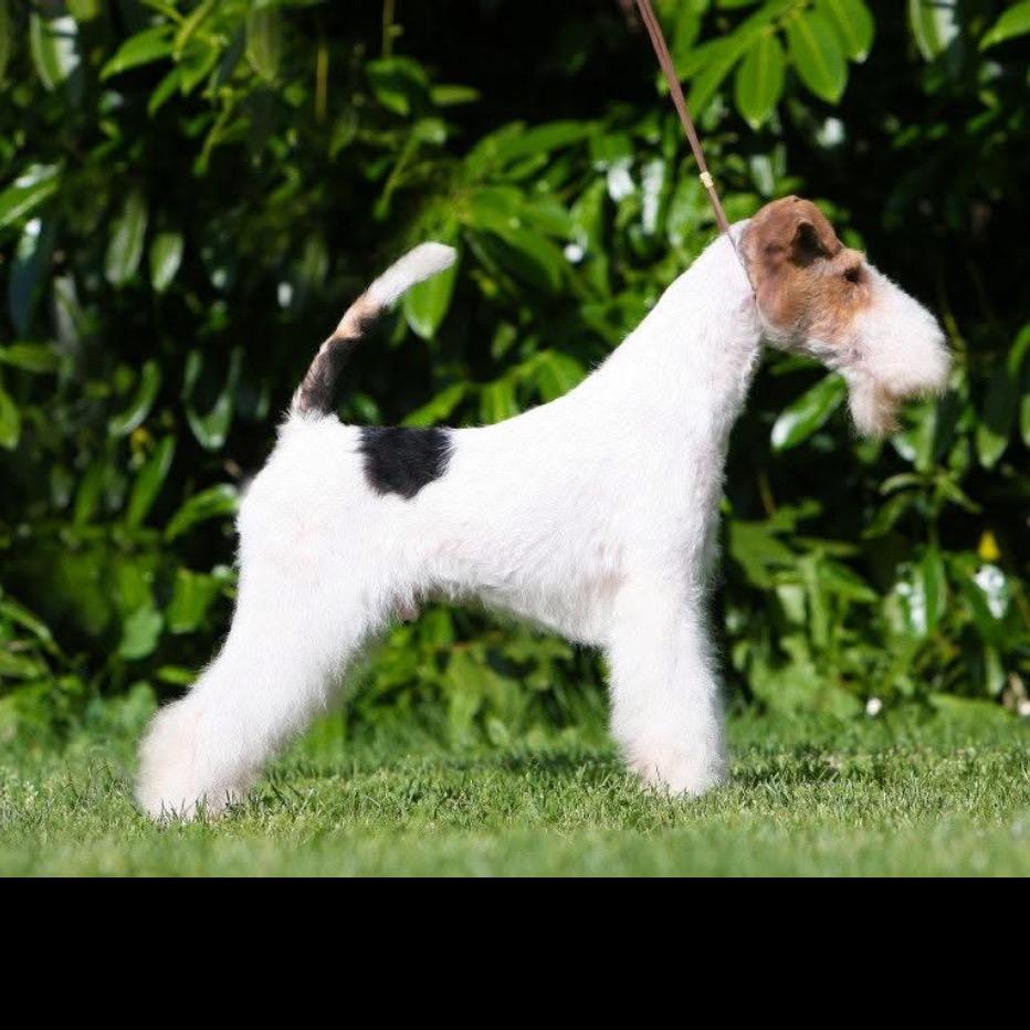 盼盼家刚毛猎狐梗法国斗牛犬