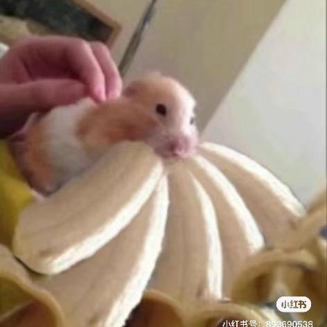 阿猪🐷