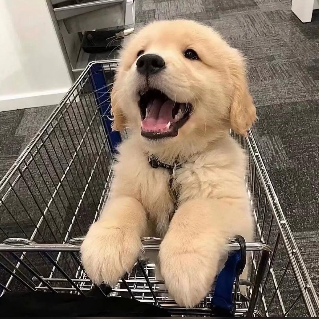 猫猫（帝国时代4）