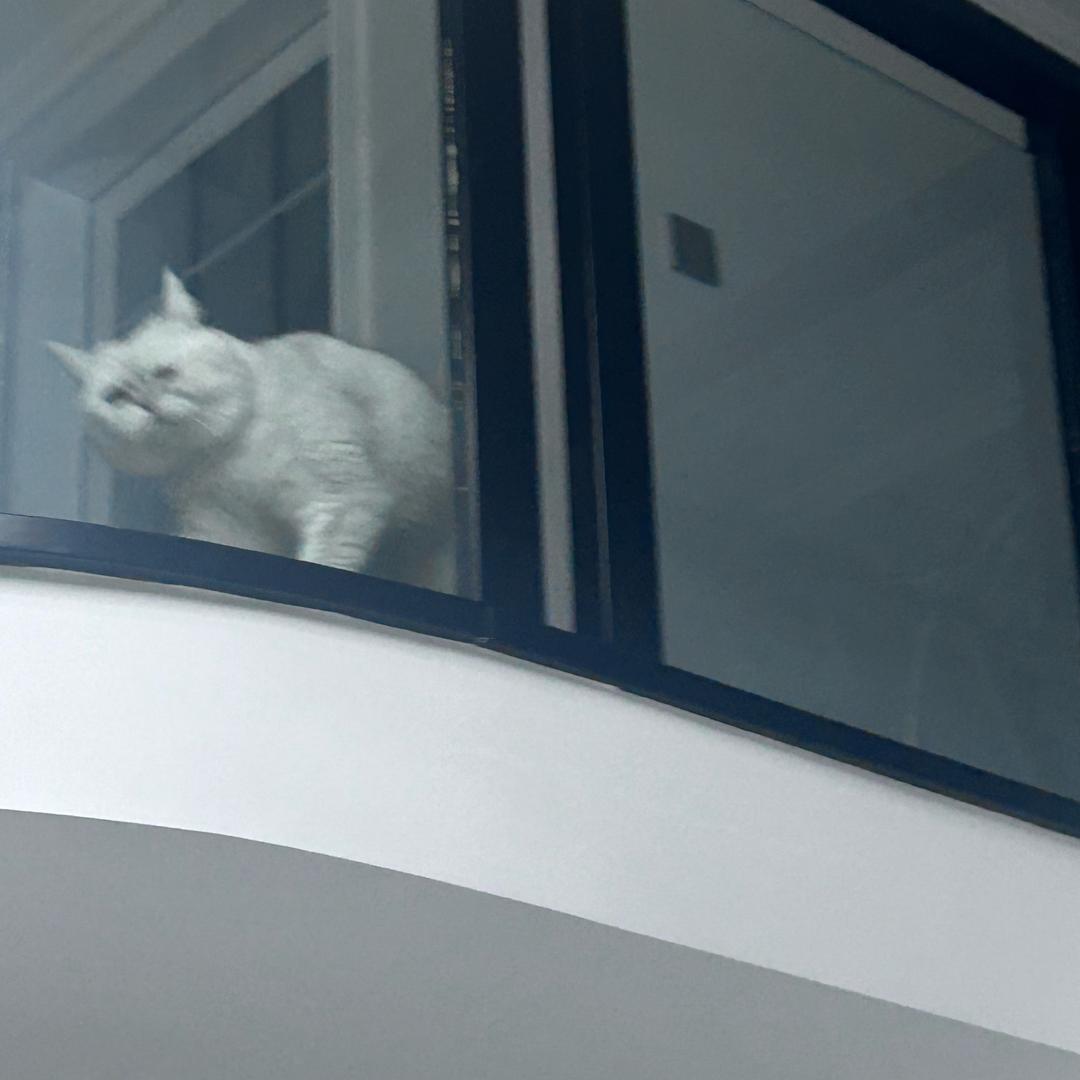 有点漂亮的猫咪🐱