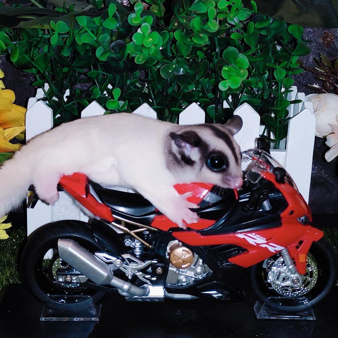 全家福的蜜袋鼯