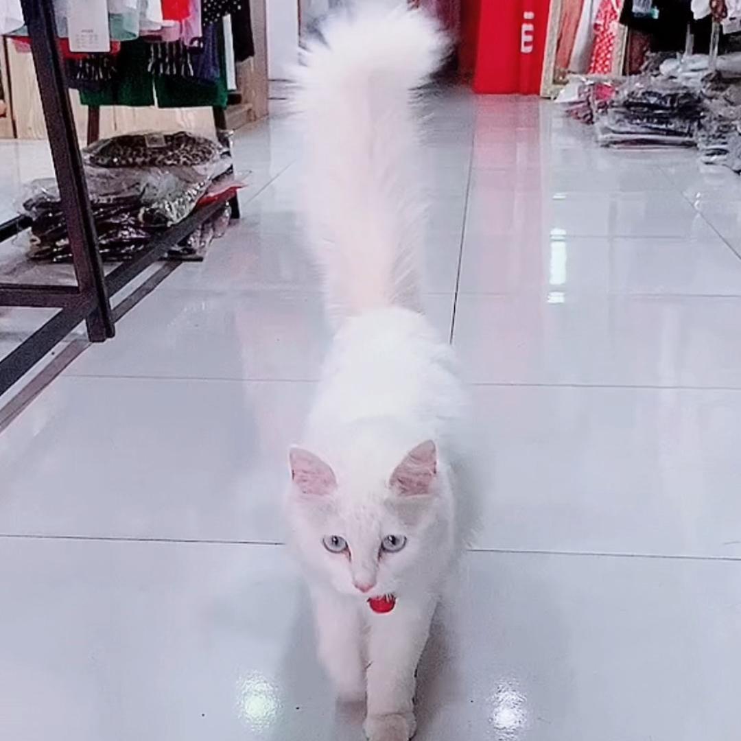 布丁是只喵