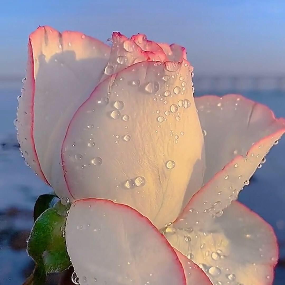 莱州夏邱令江超市