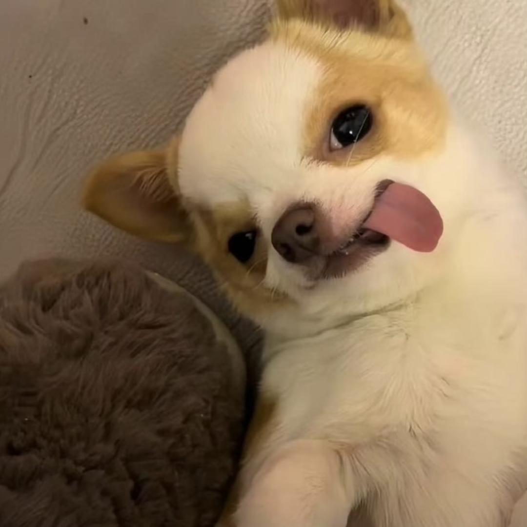 三块给你买麻吉