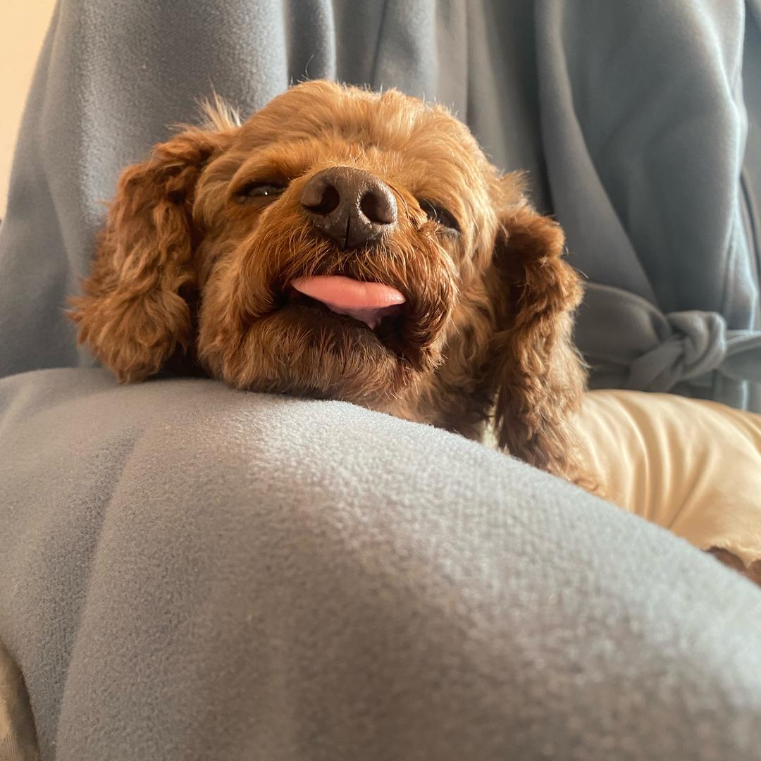 仿生电子蝴蝶鱼