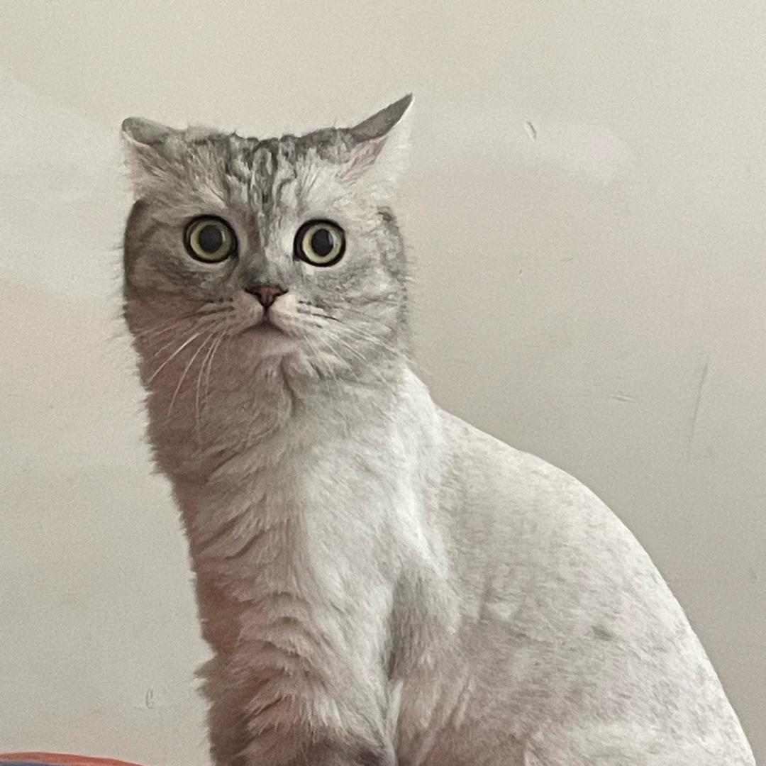 干饭王不是猫头鹰