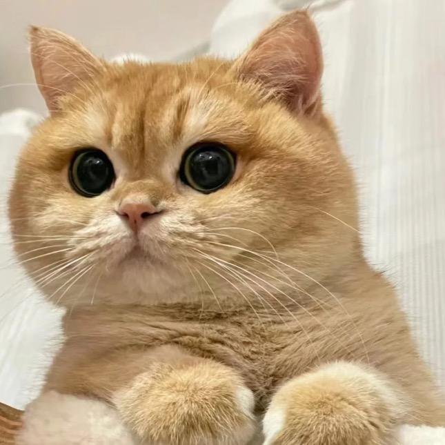 小金萌宠（买🐱私聊）