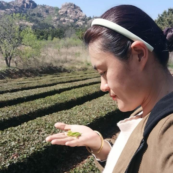 半亩茶田崂山茶