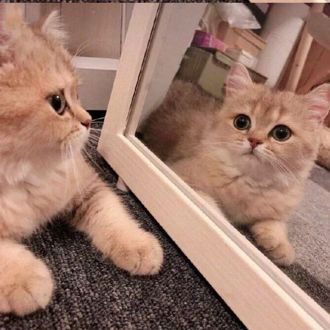 半圆