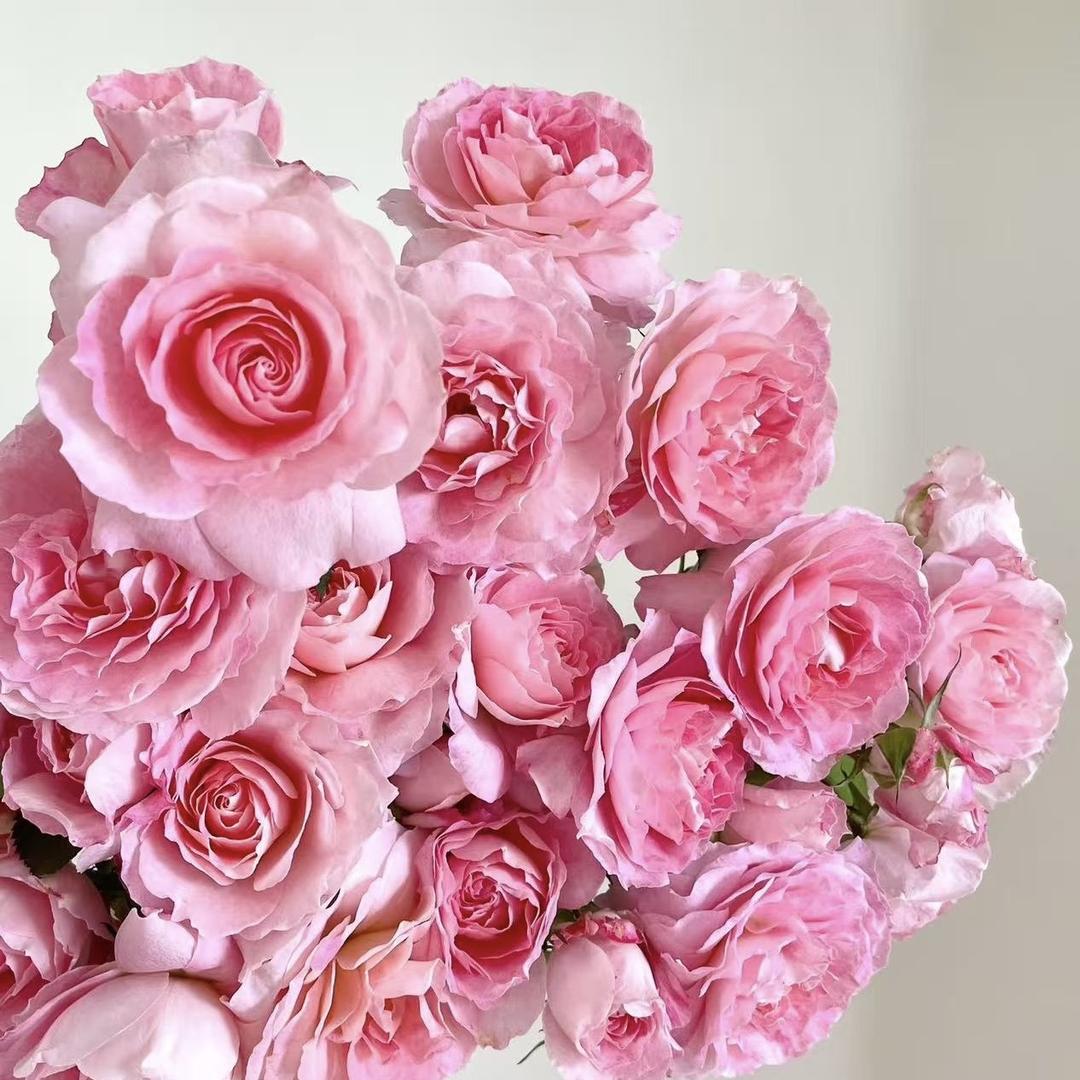小三月季花卉