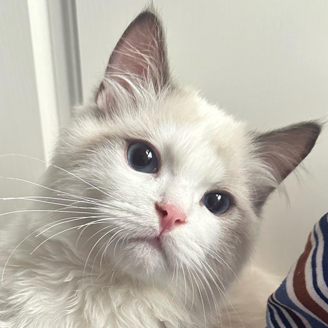 布布是只猫啊