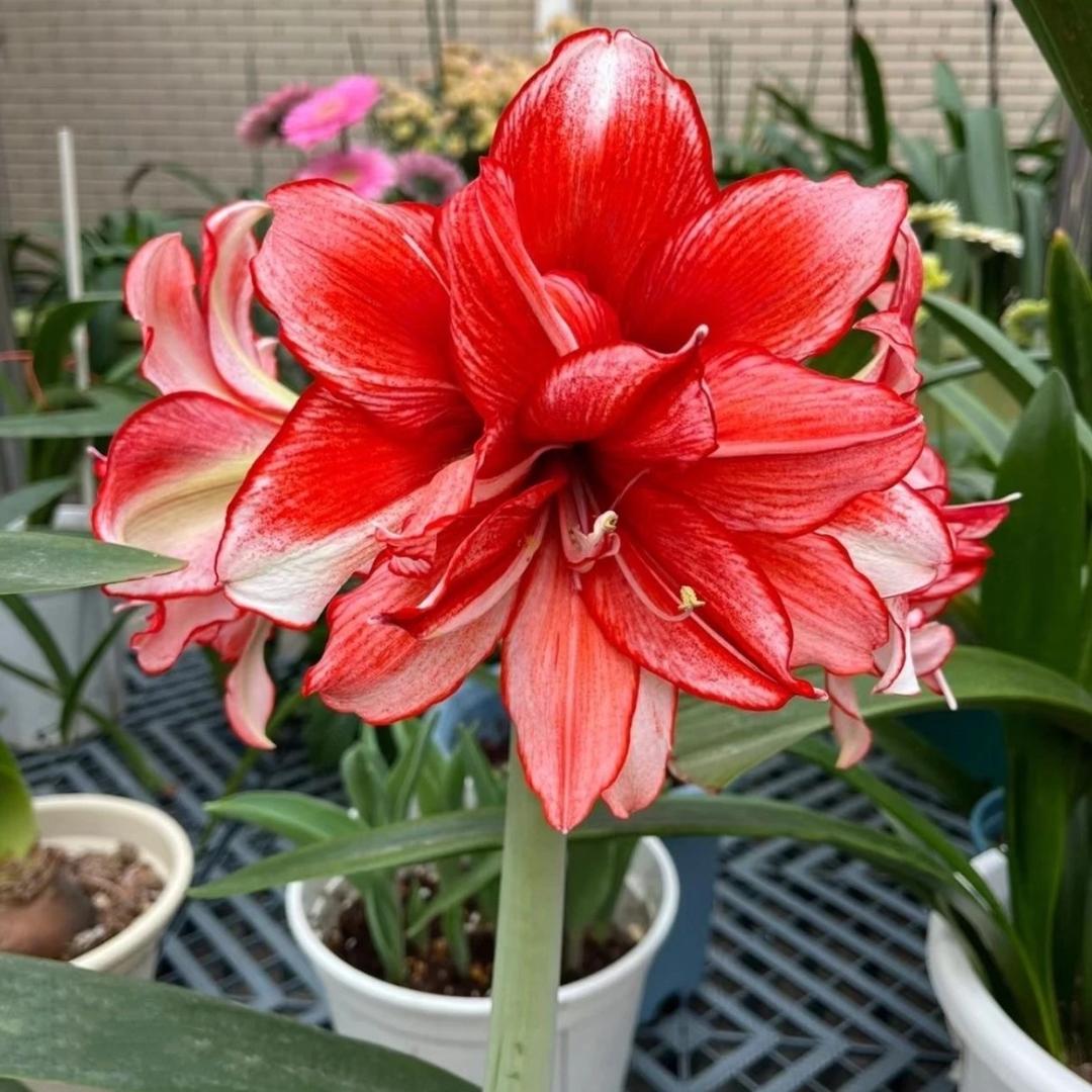 花花朱顶红