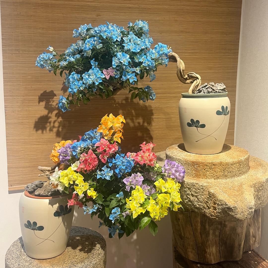 尕莶梅苑的头像