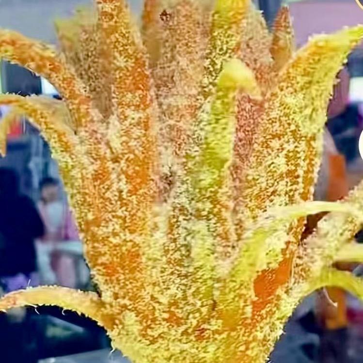正宗博白芒果花