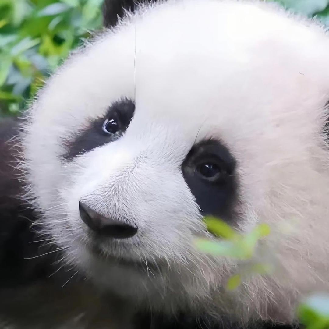 Panda 🐼