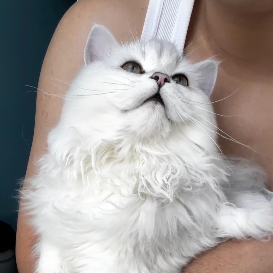猫咪之家