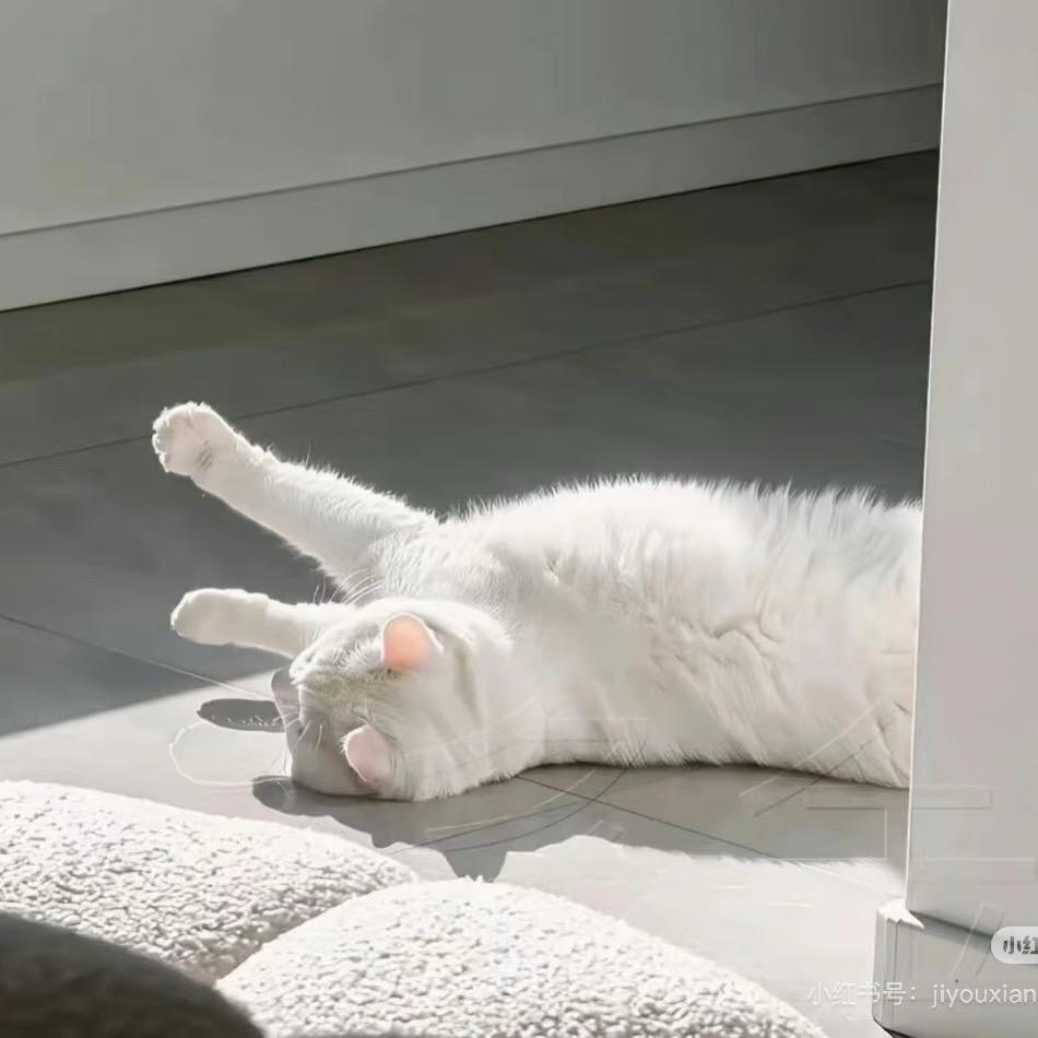 失眠数羊