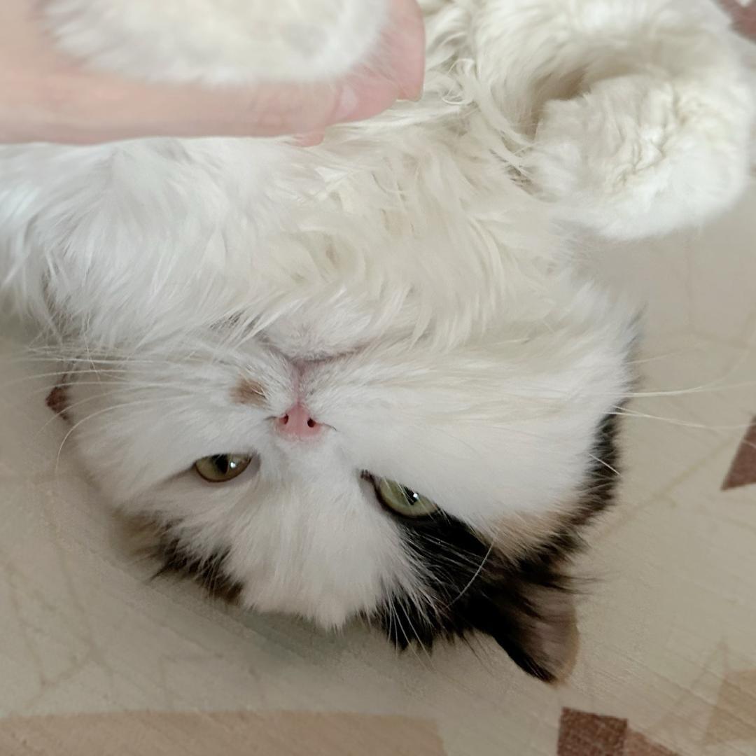 你片有毒不可食