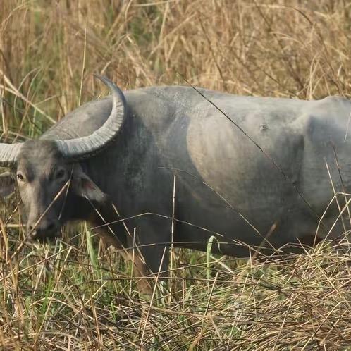 宾哥水牛肉店铺