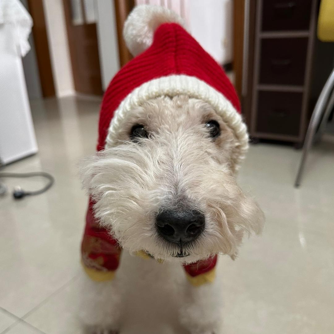 臭蛋是刚毛猎狐梗🐶