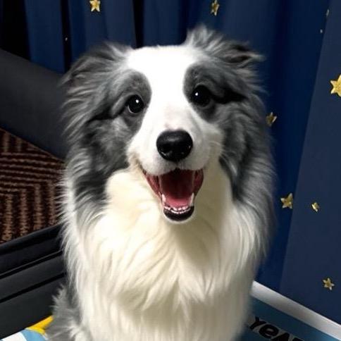 边牧学渣🐶小瓜